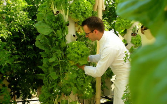 Accor plant 1000 Hotel-Gemüsegärten