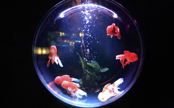 Hotel veleiht Goldfische an einsame Gäste