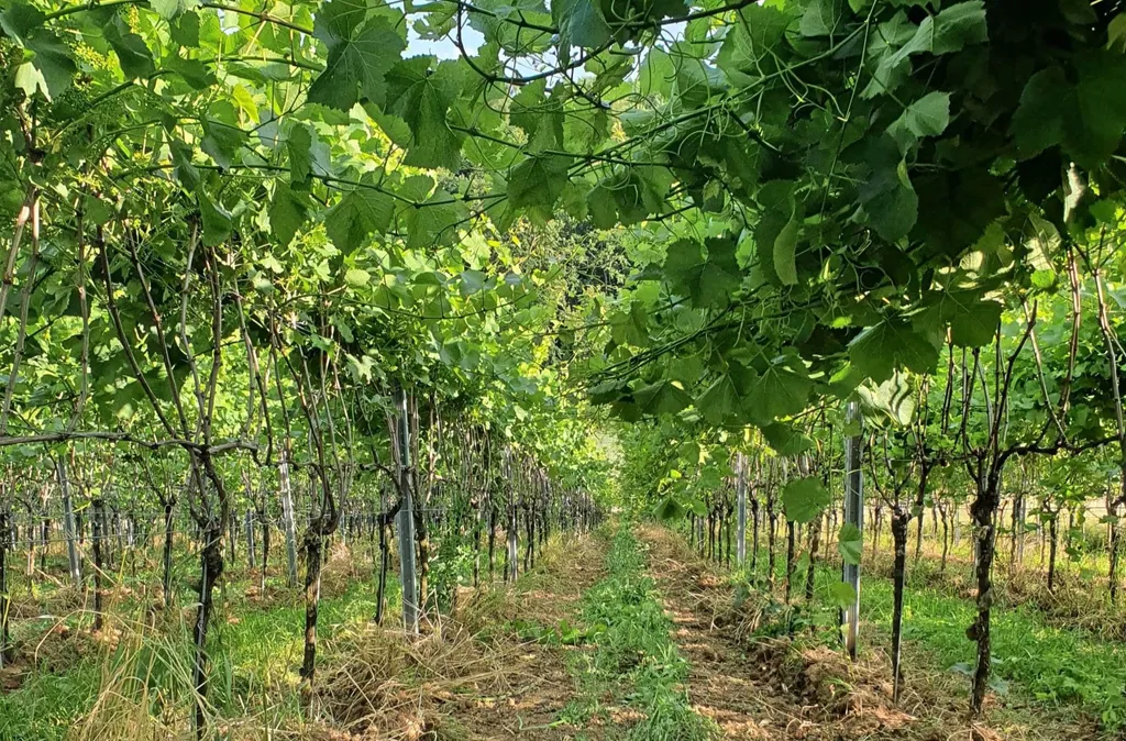 Konzept Reberziehungssystem Weingut Klenert
