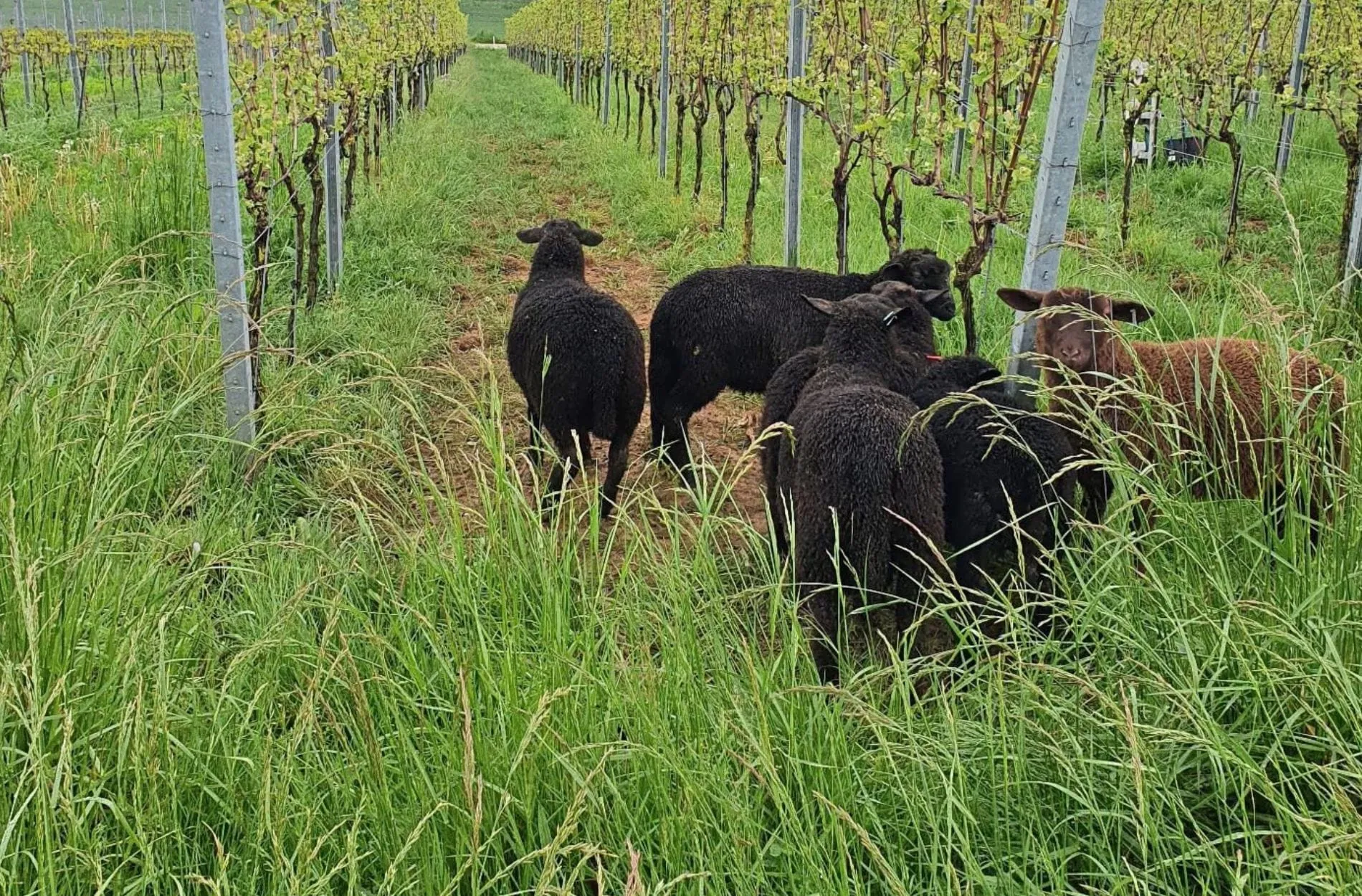 Konzept Weingut Klenert Schafe