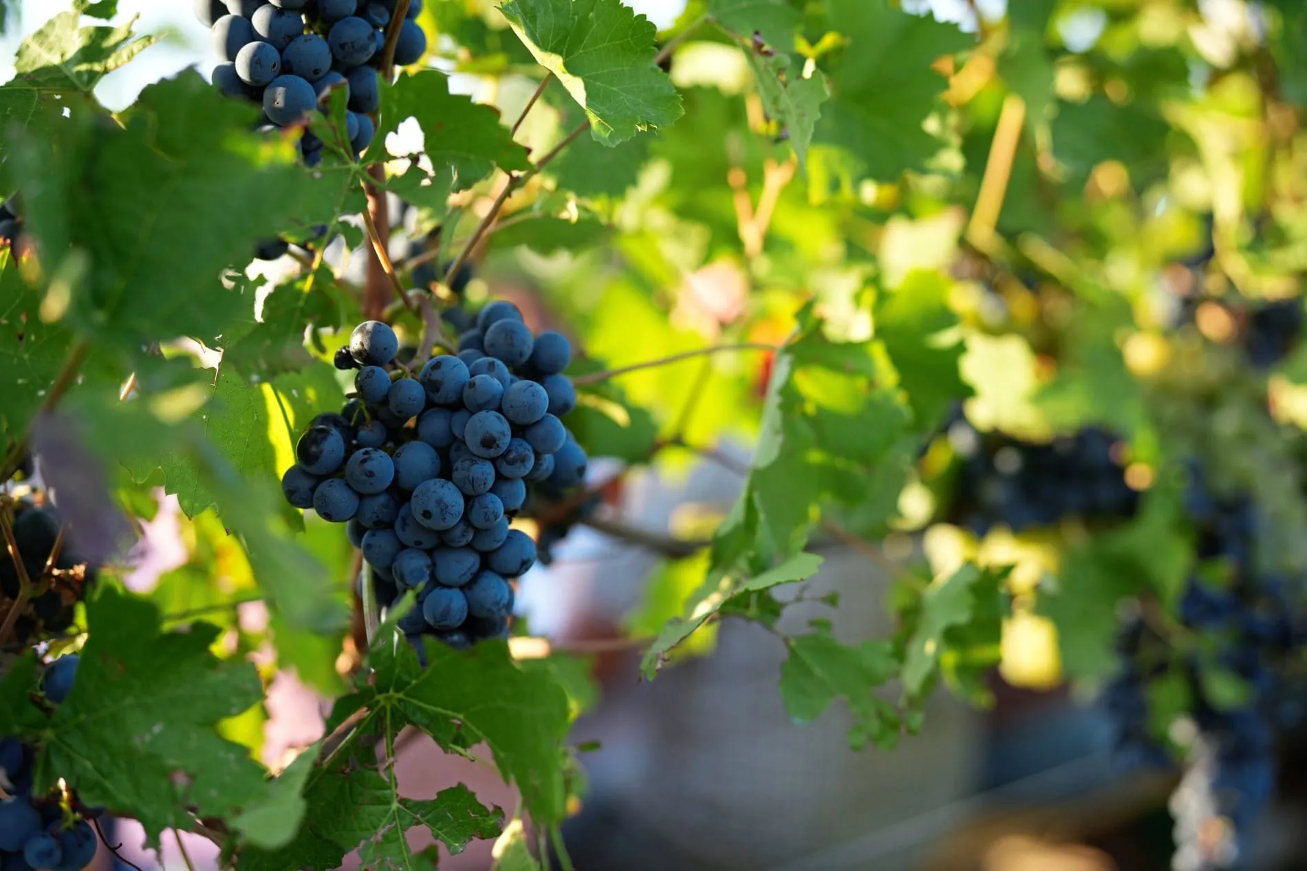 Konzept Weingut Klenert Weinrebe