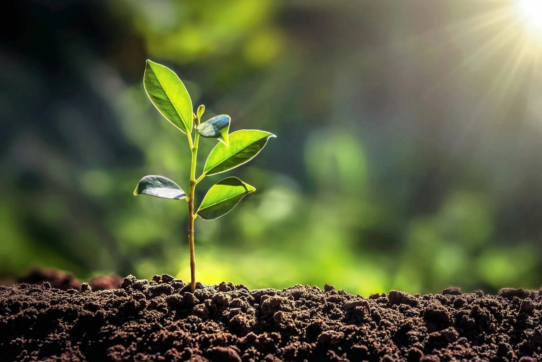 Best Western unterstützt Aufforstungsprojekt