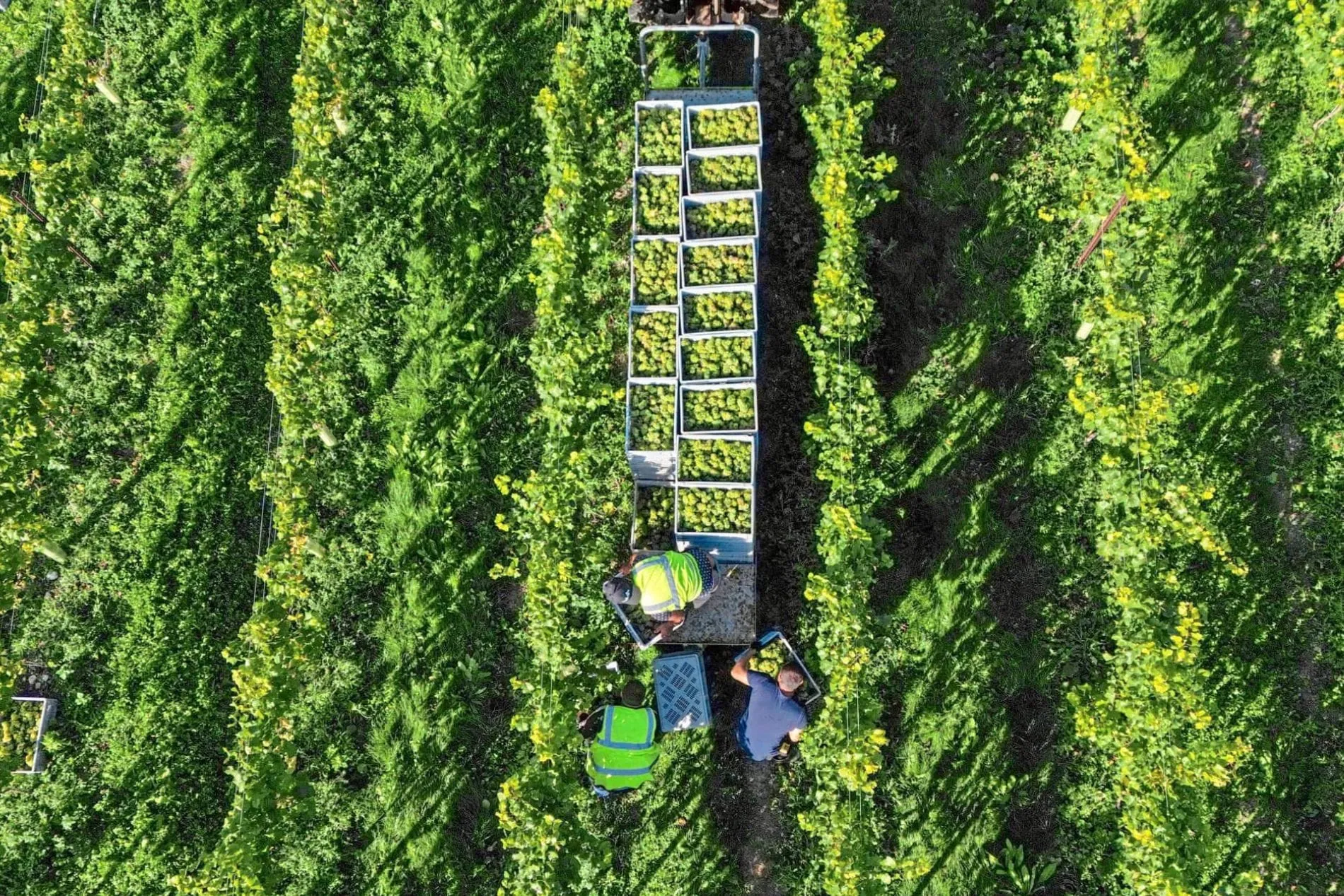 Prickelndes mit Kult-Potenzial