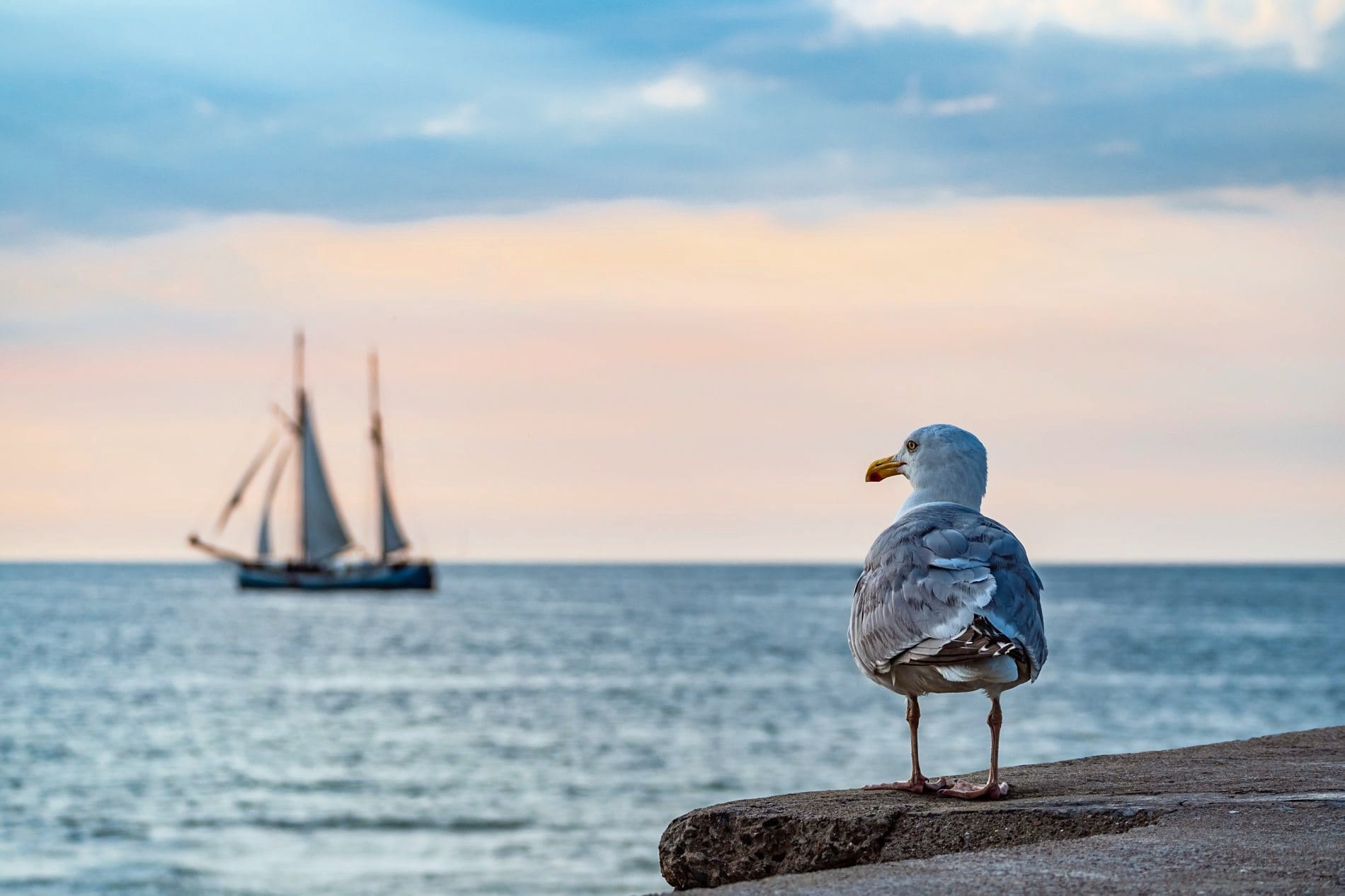 Hotelpreise Studie Ostsee Nordsee Segelschiff Möwe