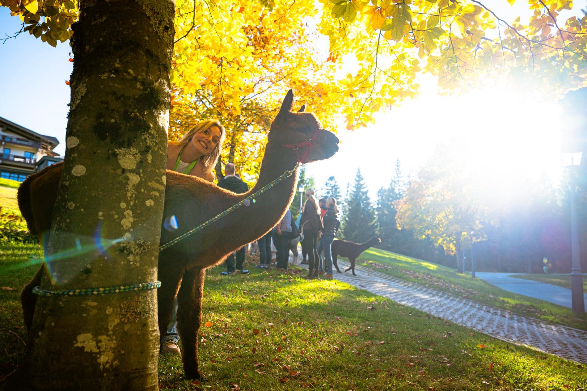 Impressionen vom SpaCamp 2025: Experience-Session Alpaka-Wanderung.