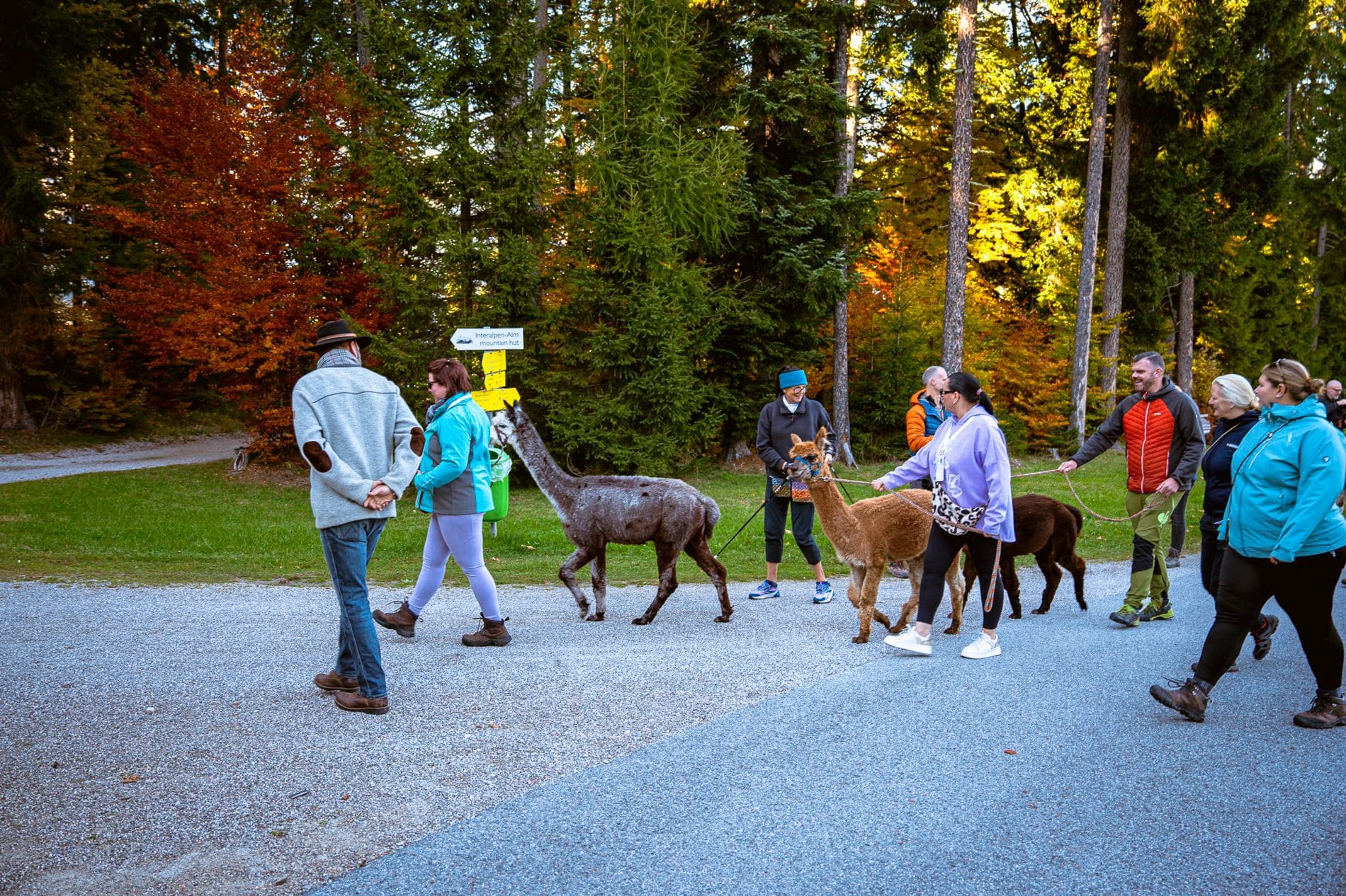 Impressionen vom SpaCamp 2025: Experience-Session Alpaka-Wanderung.