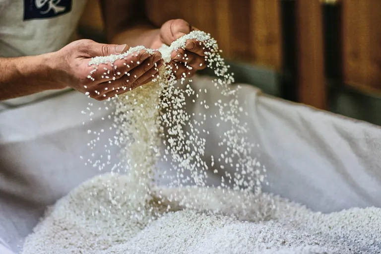 Viel Handarbeit und die sensorischen Fähigkeiten des Braumeisters entscheiden über die Qualität von Sake.