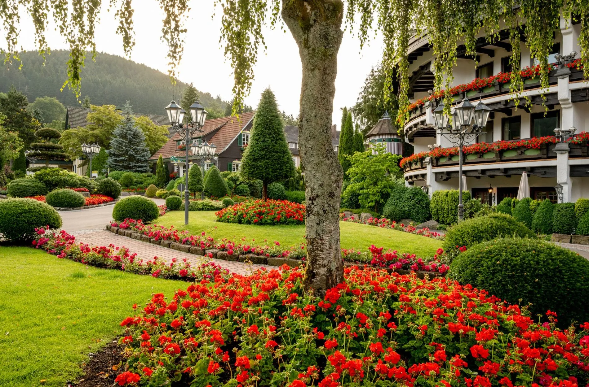 Blühendes Willkommen im Hotel Bareiss: Bunte Pelargonien in voller Pracht schmücken die Balkone und die Zufahrt des Fünfsterne-Superior-Hauses in Baiersbronn-Mitteltal.