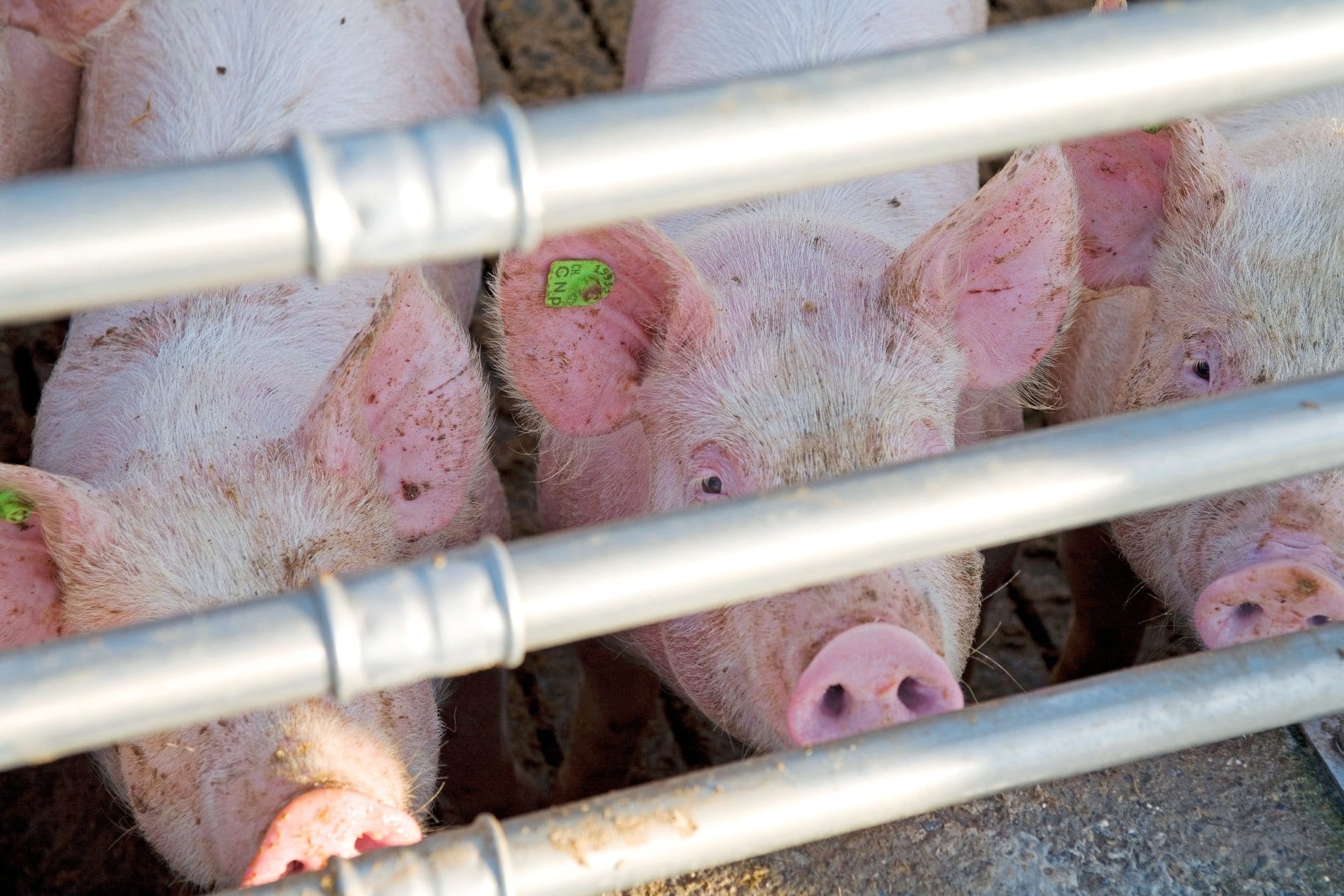 Tierhaltungslogo soll auf Speisekarten kommen