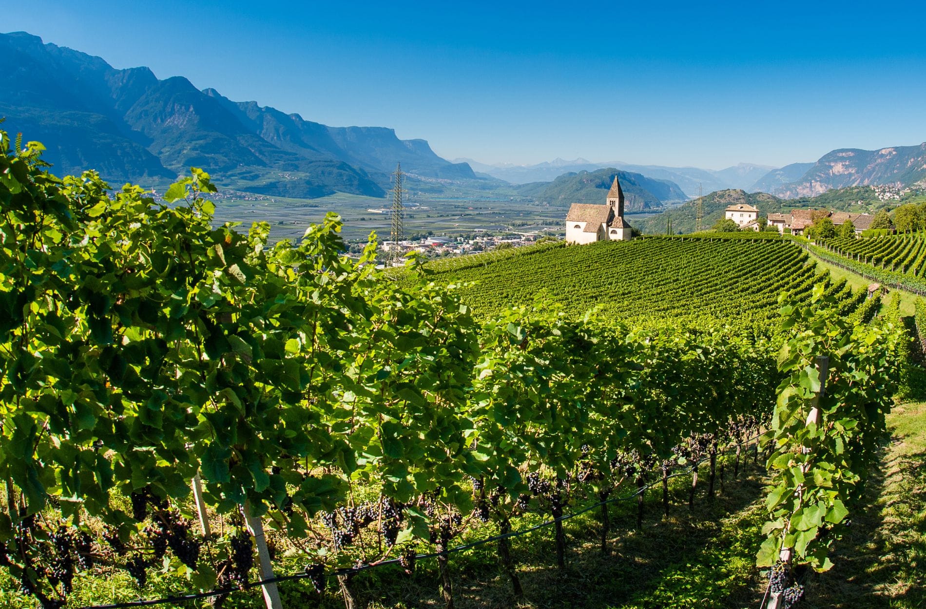 Weingut J. Hofstätter Südtirol alkoholfreier Wein