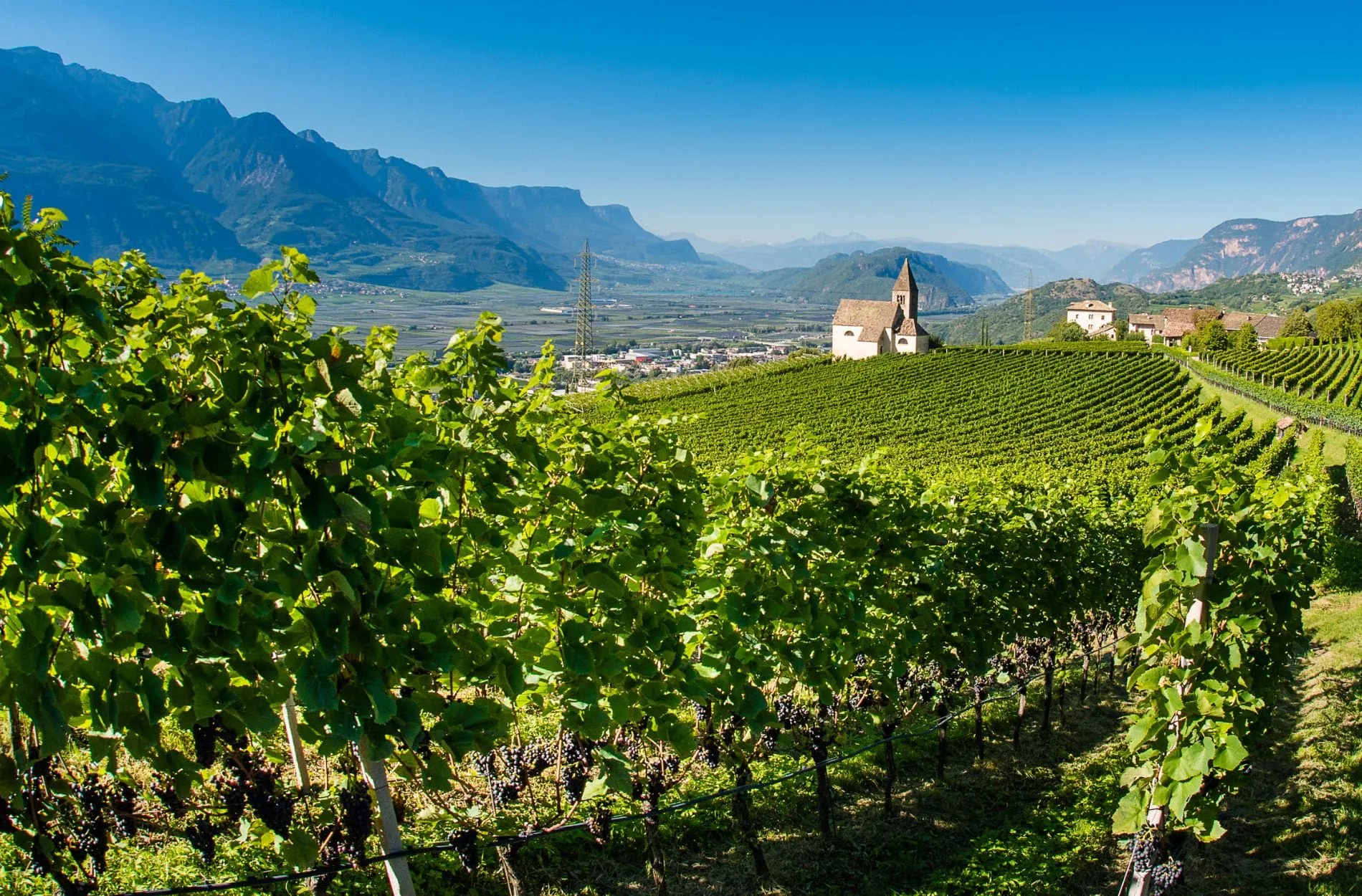 Weingut J. Hofstätter Südtirol alkoholfreier Wein