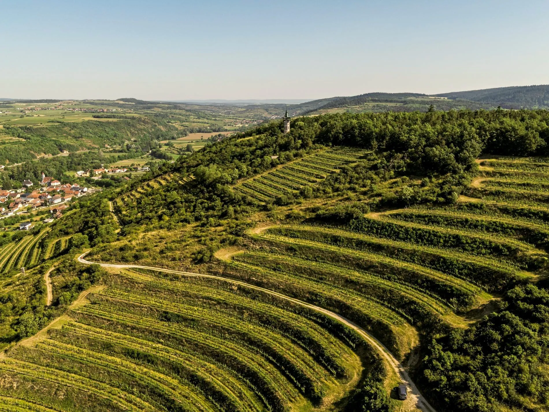 Die Reben des Weinguts Bründlmayer liefern auch die Trauben für Verjus.
