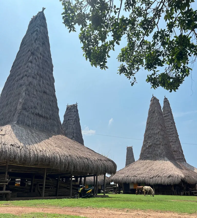 Typisch für Sumba: Traditionelle Spitzhäuser und frei grasende Sandalwood-Ponys, wie hier im Dorf Umbu Ngedo.